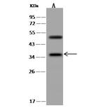 STAP1 Antibody in Western Blot (WB)