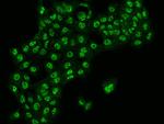 TMEM255B Antibody in Immunocytochemistry (ICC/IF)