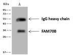 TMEM255B Antibody in Immunoprecipitation (IP)