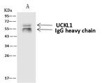 UCKL1 Antibody in Immunoprecipitation (IP)