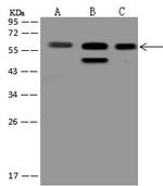 YES1 Antibody in Western Blot (WB)