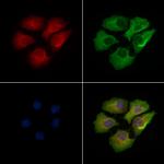 Phospho-Connexin 43 (Tyr265) Antibody in Immunocytochemistry (ICC/IF)