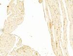 Phospho-Connexin 43 (Tyr265) Antibody in Immunohistochemistry (Paraffin) (IHC (P))