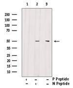 Phospho-IKK gamma (Ser376) Antibody in Western Blot (WB)