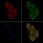 Phospho-EIF2S1 (Ser51) Antibody in Immunocytochemistry (ICC/IF)