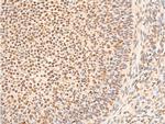 Phospho-EIF2S1 (Ser51) Antibody in Immunohistochemistry (Paraffin) (IHC (P))