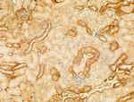 Phospho-EIF2S1 (Ser51) Antibody in Immunohistochemistry (Paraffin) (IHC (P))