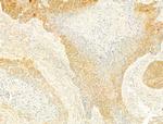 Phospho-EIF2S1 (Ser51) Antibody in Immunohistochemistry (Paraffin) (IHC (P))