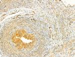 Phospho-EIF2S1 (Ser51) Antibody in Immunohistochemistry (Paraffin) (IHC (P))