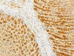 Phospho-EIF2S1 (Ser51) Antibody in Immunohistochemistry (Paraffin) (IHC (P))