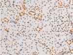 Phospho-EIF2S1 (Ser51) Antibody in Immunohistochemistry (Paraffin) (IHC (P))