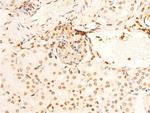 Phospho-EIF2S1 (Ser51) Antibody in Immunohistochemistry (Paraffin) (IHC (P))