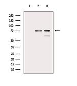 HSP70 Antibody in Western Blot (WB)