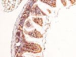 Phospho-53BP1 (Ser29) Antibody in Immunohistochemistry (Paraffin) (IHC (P))