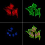 Phospho-BCLAF1 (Ser531) Antibody in Immunocytochemistry (ICC/IF)