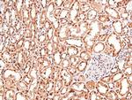 Phospho-Claudin 4 (Tyr208) Antibody in Immunohistochemistry (Paraffin) (IHC (P))