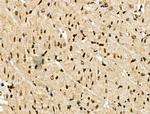 Phospho-NACA (Thr159) Antibody in Immunohistochemistry (Paraffin) (IHC (P))