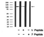 Phospho-MYPT1/MYPT2 (Ser668, Ser618) Antibody in Western Blot (WB)