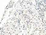 Phospho-Bcl-3 (Ser402) Antibody in Immunohistochemistry (Paraffin) (IHC (P))