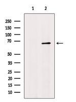 GPR37 Antibody in Western Blot (WB)