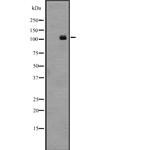 LGR4 Antibody in Western Blot (WB)