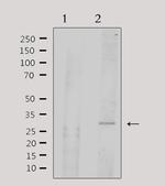 ATF1 Antibody in Western Blot (WB)