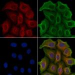 HTR2C Antibody in Immunocytochemistry (ICC/IF)