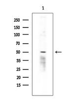 HTR2C Antibody in Western Blot (WB)