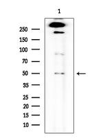 HTR2C Antibody in Western Blot (WB)