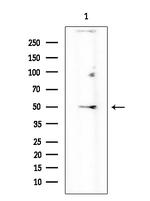 HTR2C Antibody in Western Blot (WB)