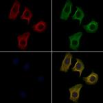 APOA1BP Antibody in Immunocytochemistry (ICC/IF)