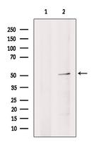 HSF2 Antibody in Western Blot (WB)