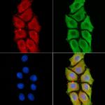 SEMA3F Antibody in Immunocytochemistry (ICC/IF)