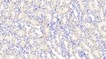 Angiogenin Antibody in Immunohistochemistry (Paraffin) (IHC (P))