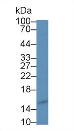 Angiogenin Antibody in Western Blot (WB)