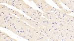 Artemin Antibody in Immunohistochemistry (Paraffin) (IHC (P))