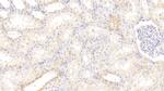 AHR Antibody in Immunohistochemistry (Paraffin) (IHC (P))