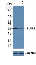 BLVRB Antibody in Western Blot (WB)