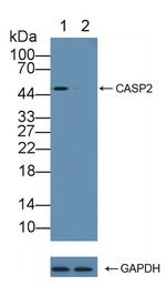 Caspase 2 Antibody in Western Blot (WB)
