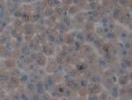 CENPH Antibody in Immunohistochemistry (Paraffin) (IHC (P))