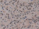 CIRBP Antibody in Immunohistochemistry (Paraffin) (IHC (P))