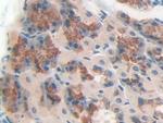 CD148 Antibody in Immunohistochemistry (Paraffin) (IHC (P))