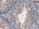 CD148 Antibody in Immunohistochemistry (Paraffin) (IHC (P))