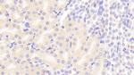 FADD Antibody in Immunohistochemistry (Paraffin) (IHC (P))