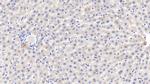 Fetuin B Antibody in Immunohistochemistry (Paraffin) (IHC (P))