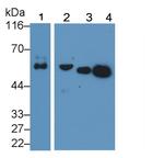 Fetuin B Antibody in Western Blot (WB)