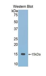 Fetuin B Antibody in Western Blot (WB)