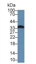 Fibrillarin Antibody in Western Blot (WB)