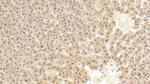 FIGN Antibody in Immunohistochemistry (Paraffin) (IHC (P))