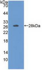 FOLR1 Antibody in Western Blot (WB)